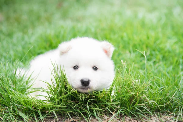 White puppy lying on green grass — Stock Photo, Image