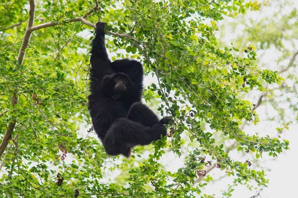 Siamang Gibbon hanging in the tree. — Stock Photo, Image
