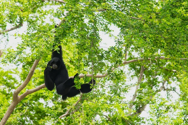 Siamang Gibbon hanging in the tree. — Stock Photo, Image
