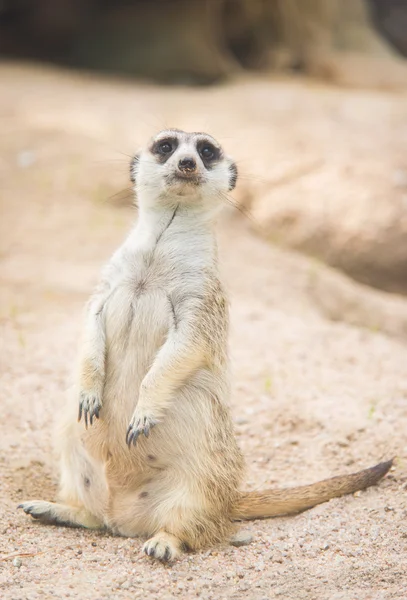 Close up of meerkat — Stock Photo, Image