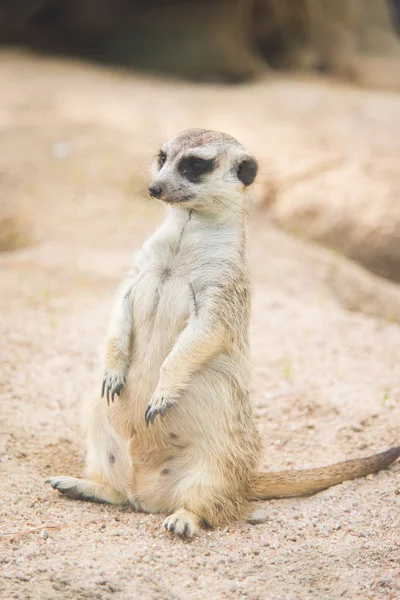 Fechar de meerkat — Fotografia de Stock