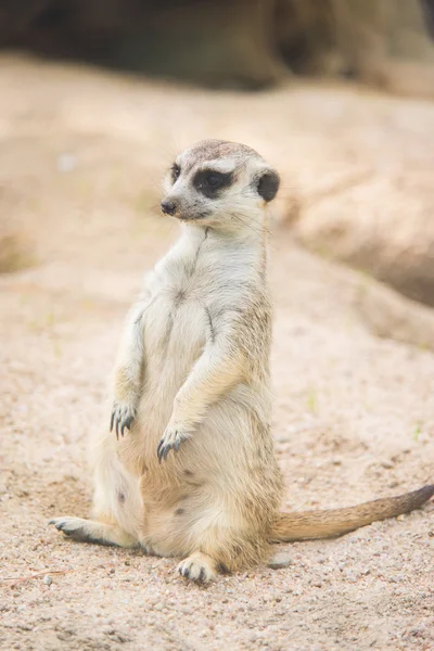 Meerkat의 클로즈업 — 스톡 사진