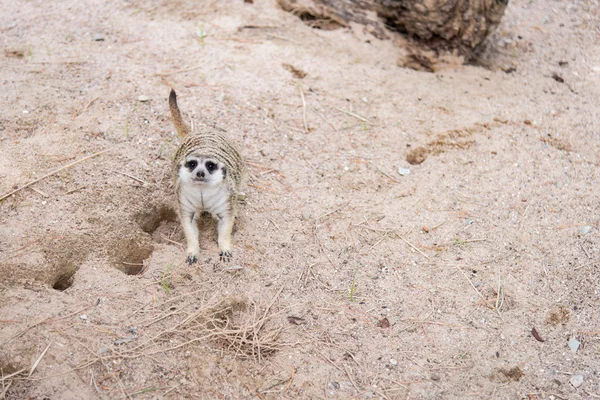 Meerkat yakın çekim — Stok fotoğraf