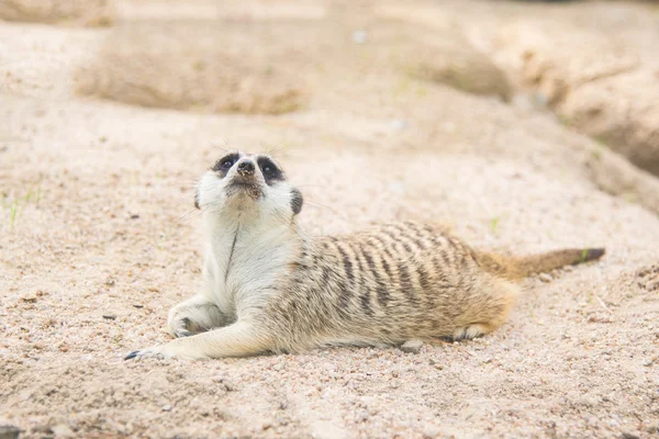 Zbliżenie meerkat — Zdjęcie stockowe