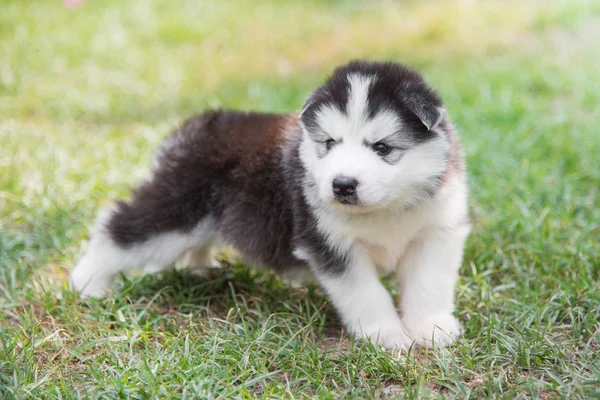 日光の下で緑の草の上に横たわる子犬 — ストック写真