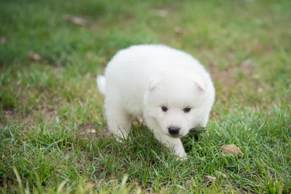 Cachorro deitado na grama verde sob a luz do sol — Fotografia de Stock