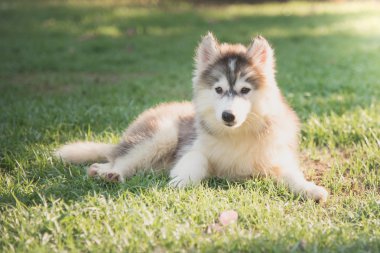 Şirin Sibirya husky yavrusu yeşil çim üzerinde yalan
