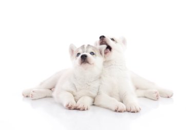 Yalan iki Sibirya husky yavruları