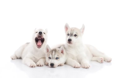Yalan şirin Sibirya husky yavruları 