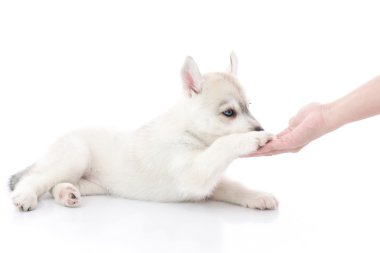 Sibirya husky köpek yavrusu ve sahibi el sıkışma ya da el sıkışan