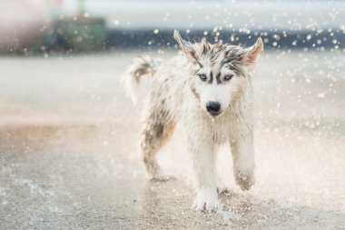 Sibirya husky yavrusu onun ceket sudan sallıyor.