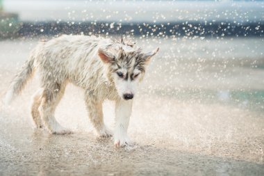 Sibirya husky yavrusu onun ceket sudan sallıyor.