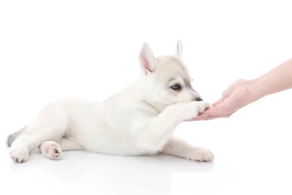 Sibirischer Husky-Welpe und Besitzer beim Händeschütteln — Stockfoto