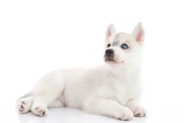 Cute siberian husky puppy lying on white background isolated — Stock Photo, Image