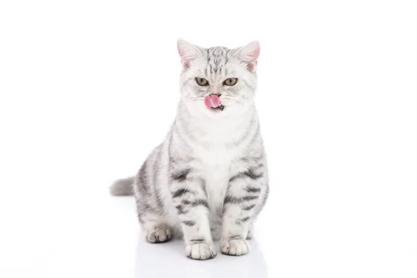 Bonito American Shorthair gatinho sentado e lambendo lábios — Fotografia de Stock