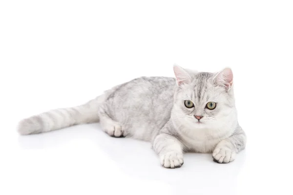 Britânico gato shorthair deitado — Fotografia de Stock