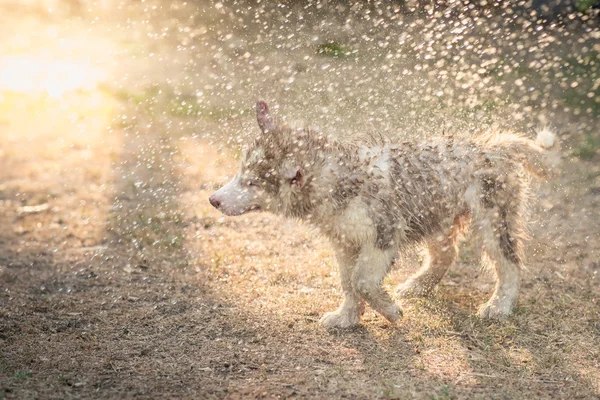 Chiot husky sibérien secoue l'eau de son manteau . — Photo