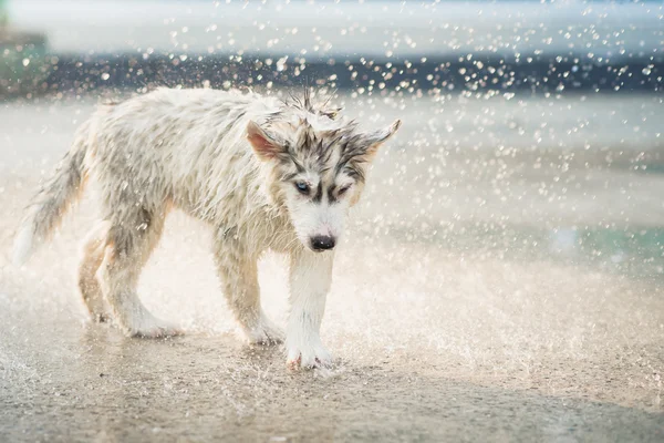 Sibiřský husky štěně třese vodu z jeho kabát. — Stock fotografie