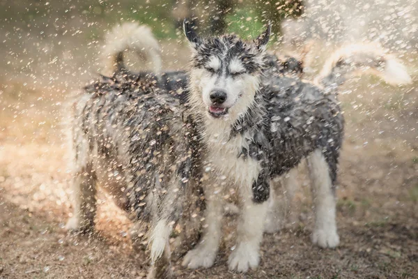 Filhote de cachorro husky siberiano sacode a água de seu casaco . — Fotografia de Stock