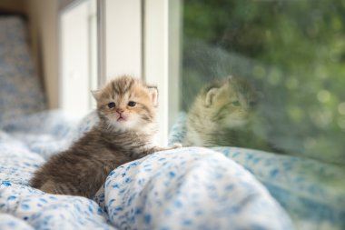 Oturma sevimli tabby yavru kedi 