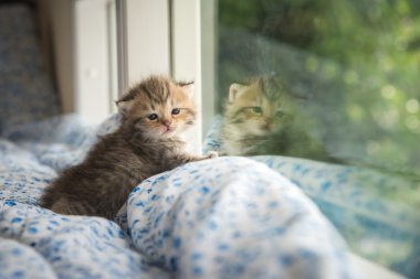 Oturma sevimli tabby yavru kedi 