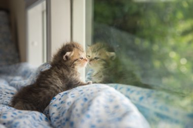 Oturma sevimli tabby yavru kedi 