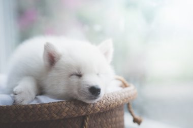 Hasır yatakta uyuyan sevimli beyaz köpek