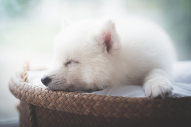 Hasır yatakta uyuyan sevimli beyaz köpek