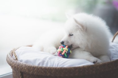 Sibirya husky köpek yavrusu yalan beyaz 