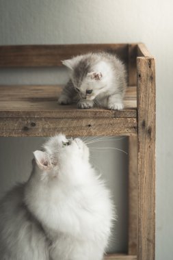 Annesiyle oynayan sevimli yavru kedi