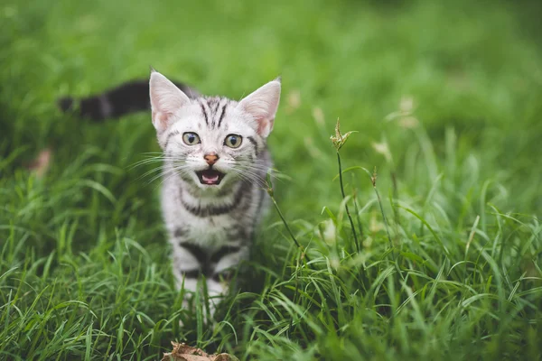 Кошеня грає на зеленій траві — стокове фото