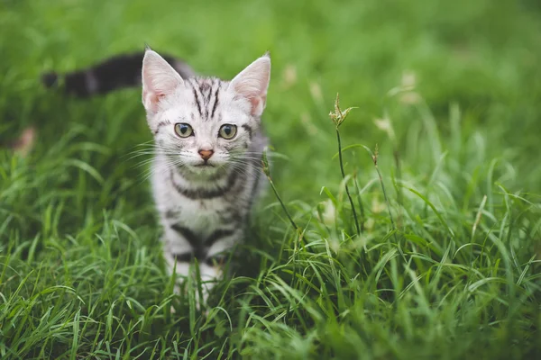 Kitten spelen op gras — Stockfoto