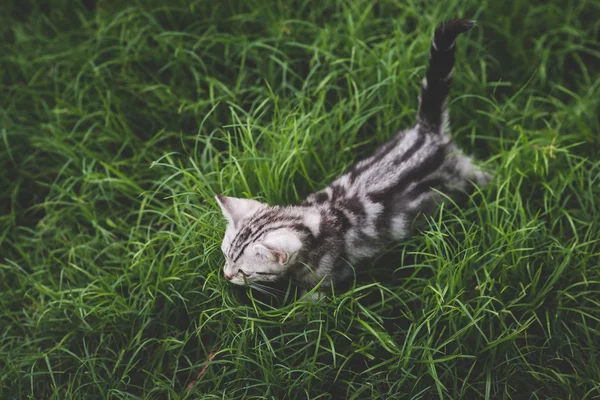 Yeşil çimenlerin üzerinde oynayan yavru kedi — Stok fotoğraf