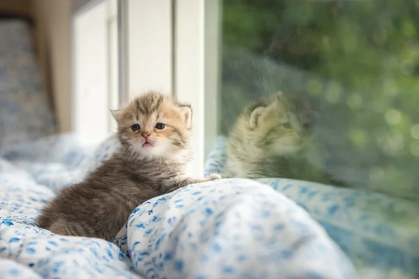 Bonito Tabby gatinho sentado — Fotografia de Stock