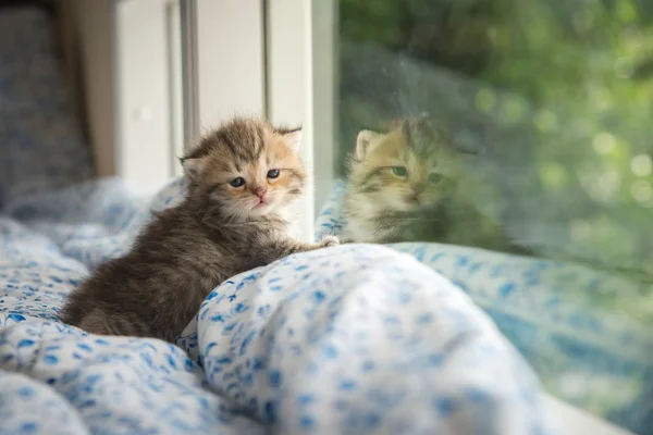 Χαριτωμένο tabby γατάκι που κάθεται — Φωτογραφία Αρχείου