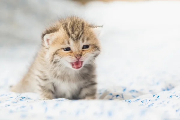 座っているかわいいぶち子猫 — ストック写真