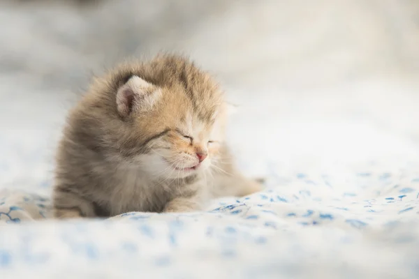 可爱的虎斑小猫睡觉 — 图库照片