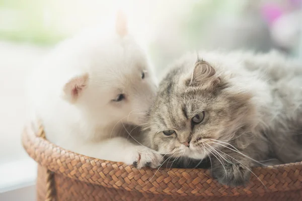 Милий сибірський хаскі і персидський кіт лежить — стокове фото