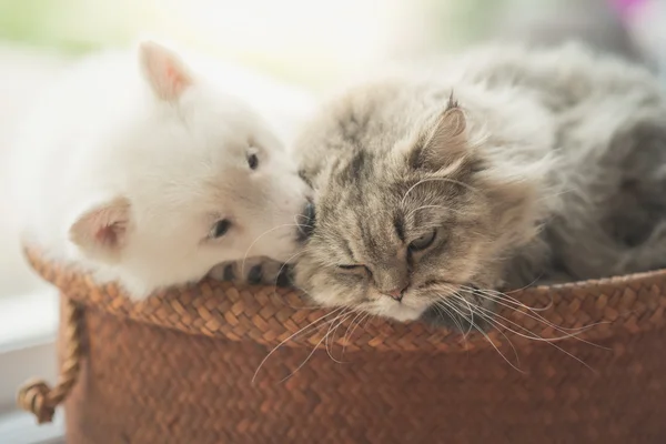 Schattig Siberische husky en Perzische kat liggend — Stockfoto