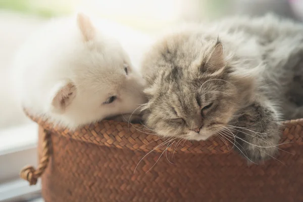 Aranyos szibériai husky és Perzsa macska feküdt — Stock Fotó