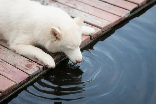 Белый сибирский хаски щенок лежал и пил — стоковое фото