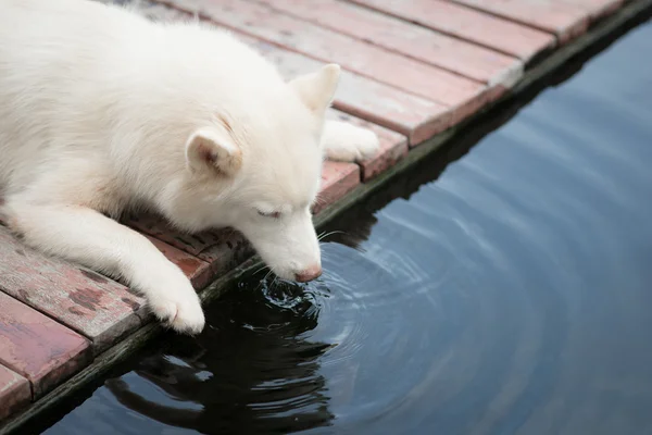 Blanco siberiano husky cachorro mintiendo y beber — Foto de Stock