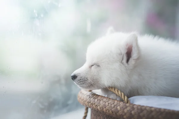 Cute white puppy sleeping on wicker bed — Stock Photo, Image