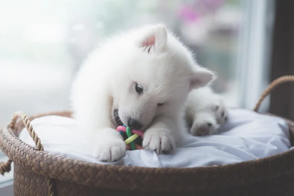 Biały, siberian husky szczeniaka leżącego — Zdjęcie stockowe