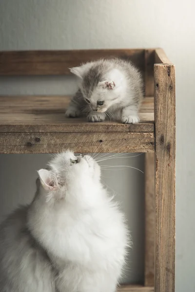 Cute kitten playing with mother — Stock Photo, Image