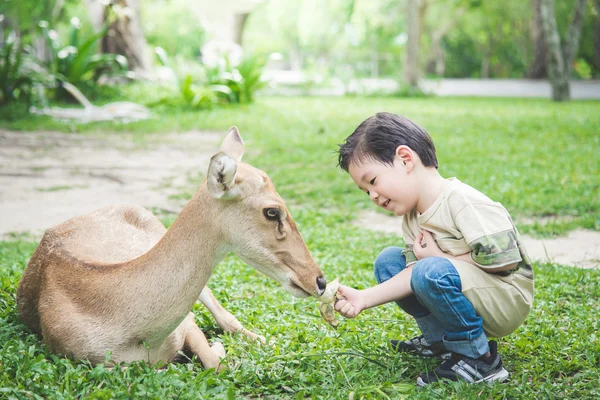 Niño asiático alimentando ciervos — Foto de Stock