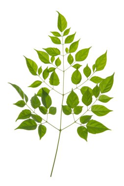 beyaz arkaplanda yeşil yapraklar