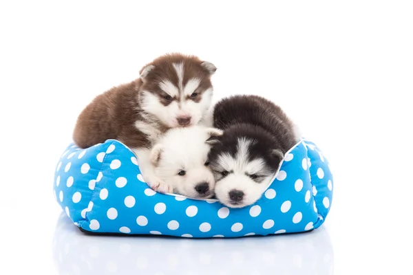 Evde beslenen hayvan yatakta yatarken şirin Sibirya husky yavruları — Stok fotoğraf