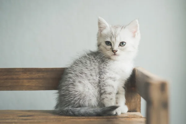Cute kitten yalan — Stok fotoğraf