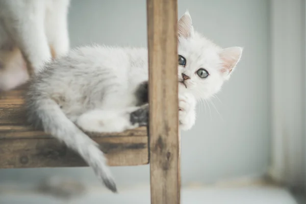 Carino gattino sdraiato — Foto Stock